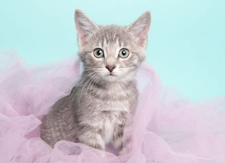 Wepa (AMR), an adopted Domestic Medium Hair Mix in Issaquah, WA_image-1