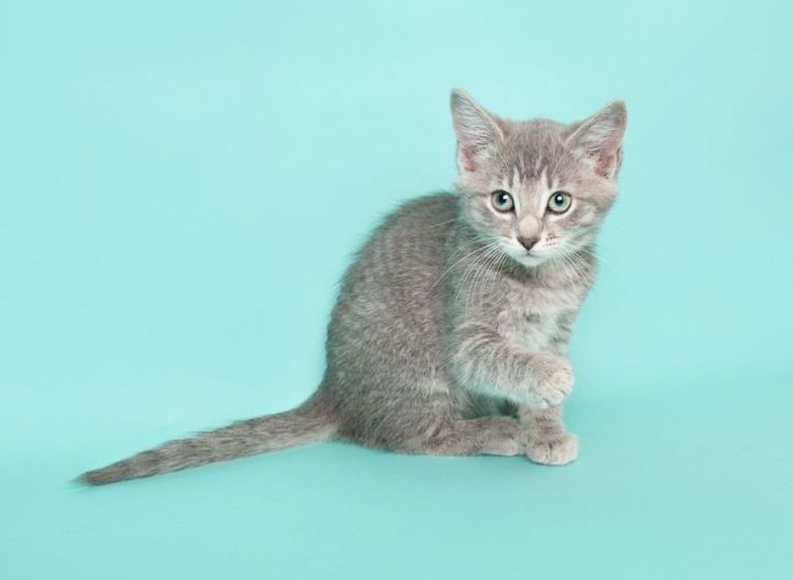 Wepa (AMR), an adopted Domestic Medium Hair Mix in Issaquah, WA_image-4
