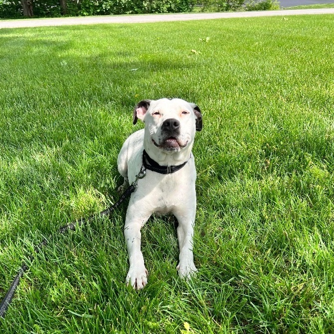 Wheatley , an adoptable Pit Bull Terrier & Australian Cattle Dog / Blue Heeler Mix in Louisville, KY_image-4