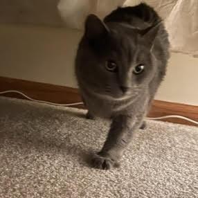Marmalade 5