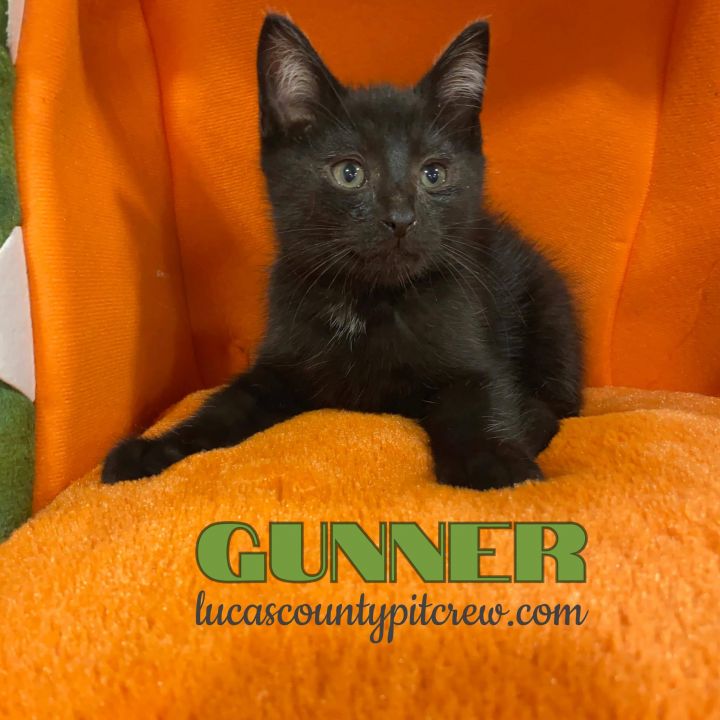 Gunner, an adopted American Shorthair & Domestic Short Hair Mix in Toledo, OH_image-1