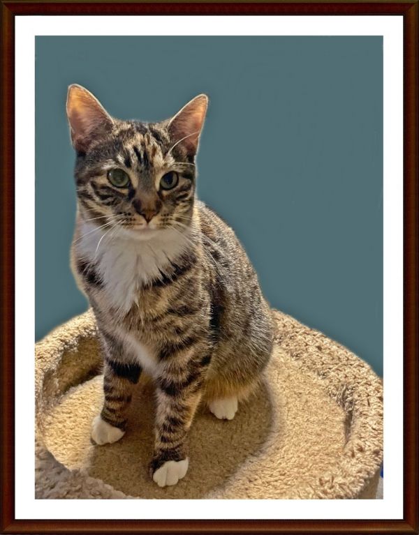 Lotus (foster-raised with dogs)