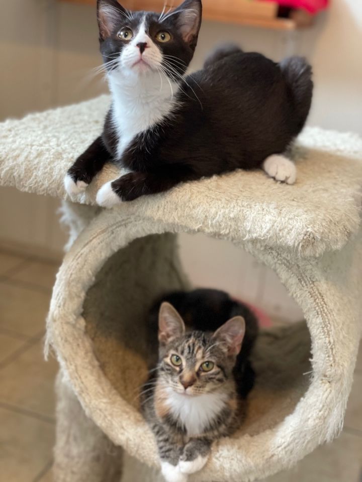 Lotus (foster-raised with dogs) 3
