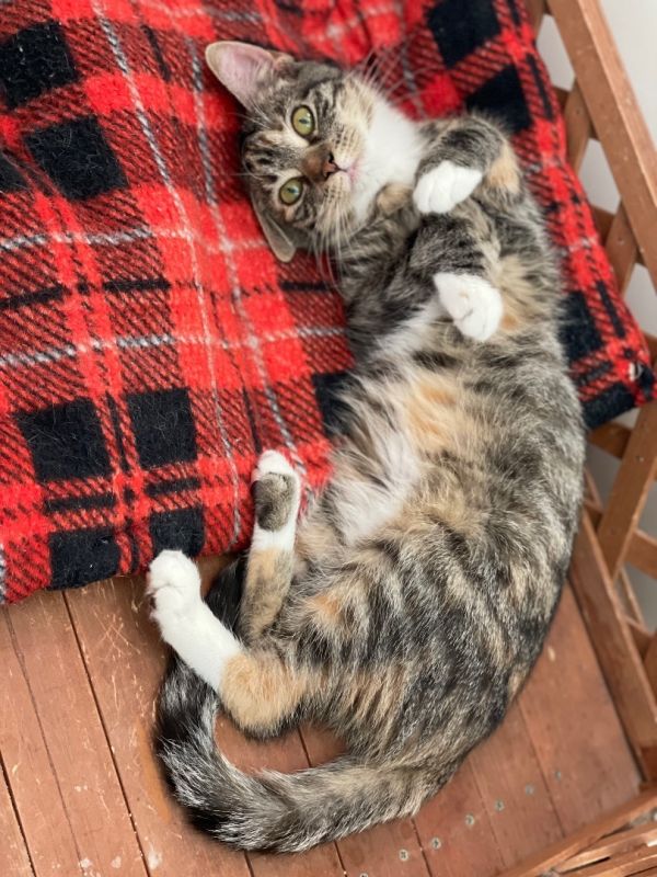 Lotus (foster-raised with dogs)