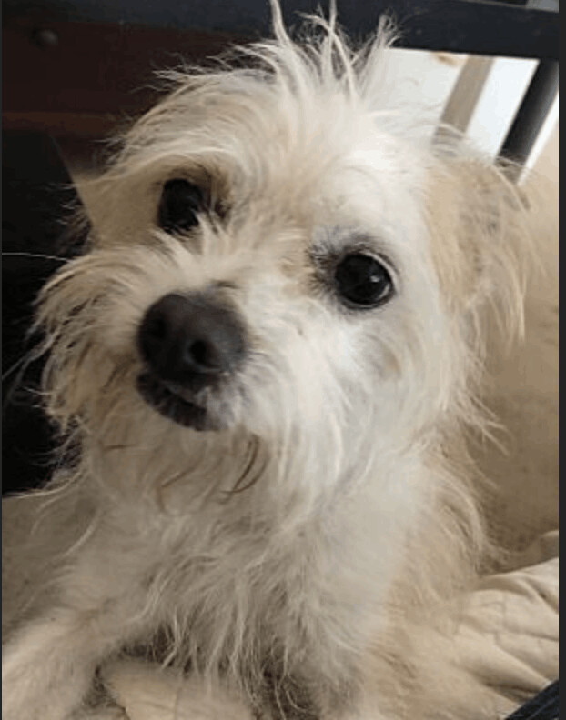 Jack russell best sale terrier maltese mix