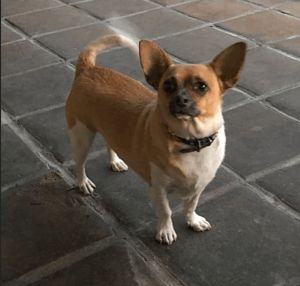 Stitch Chihuahua Dog
