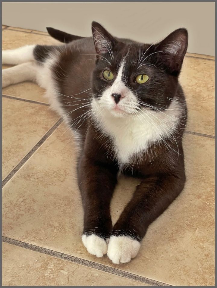 Tansy (foster-raised with dogs), an adoptable Tuxedo Mix in Lacon, IL_image-2