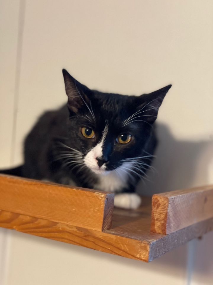 Pansy (foster-raised with dogs), an adoptable Tuxedo Mix in Lacon, IL_image-1