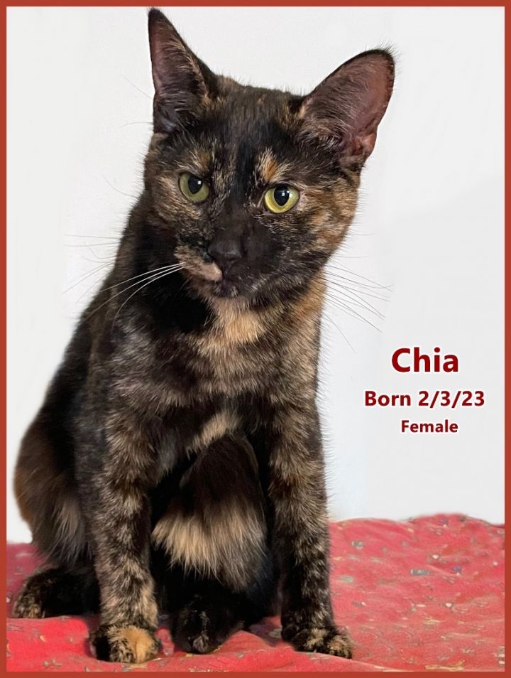 Chia (foster-raised with dogs) 3