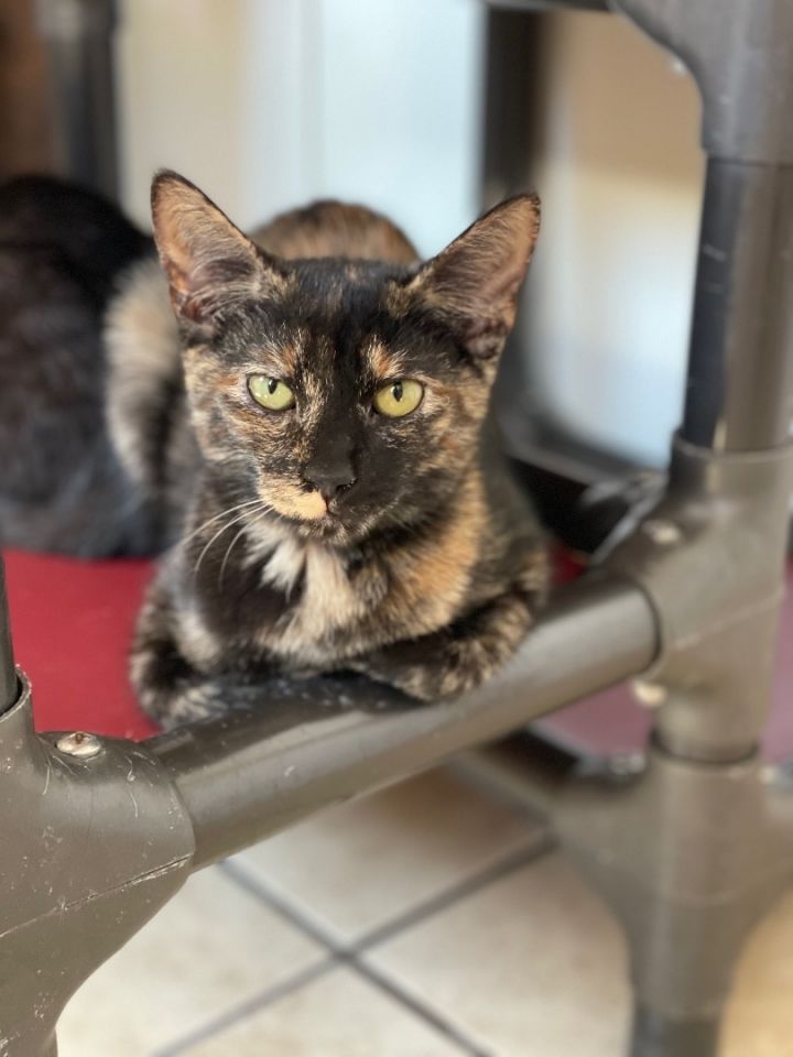 Chia (foster-raised with dogs) 1