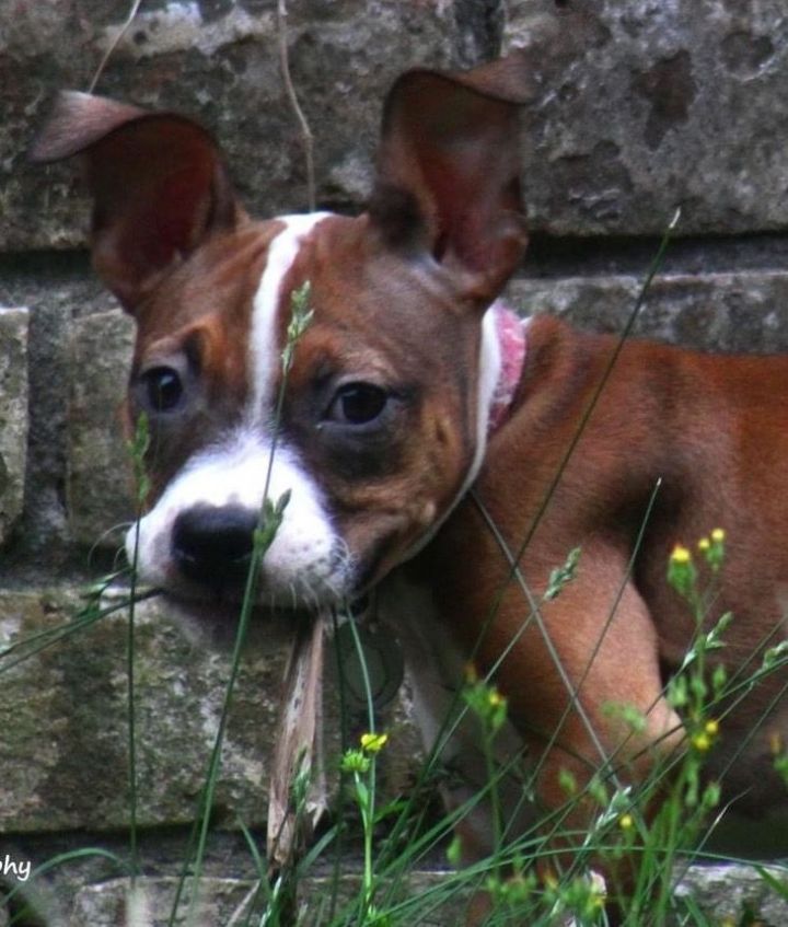 Meg , an adoptable Boxer & Chihuahua Mix in Spring, TX_image-3