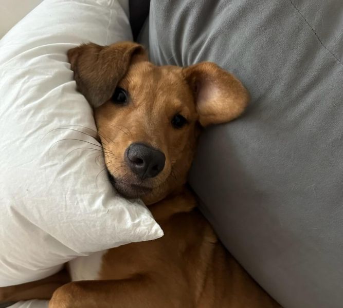 Buster
