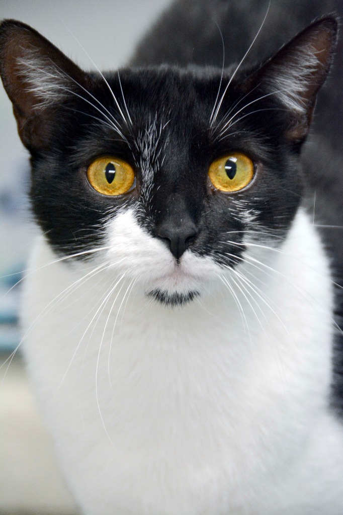 HAL (F), an adoptable Domestic Short Hair in New Bern, NC, 28563 | Photo Image 1