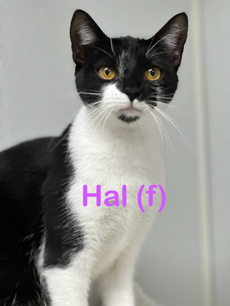 HAL (F), an adoptable Domestic Short Hair in New Bern, NC, 28563 | Photo Image 2