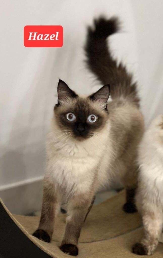 Hazel and Lily, an adoptable Siamese, Ragdoll in Snow Hill, MD, 21863 | Photo Image 4