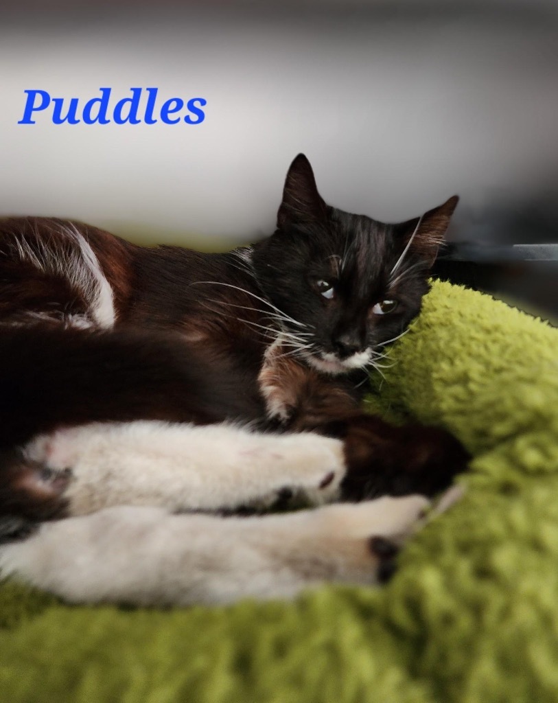 Puddles