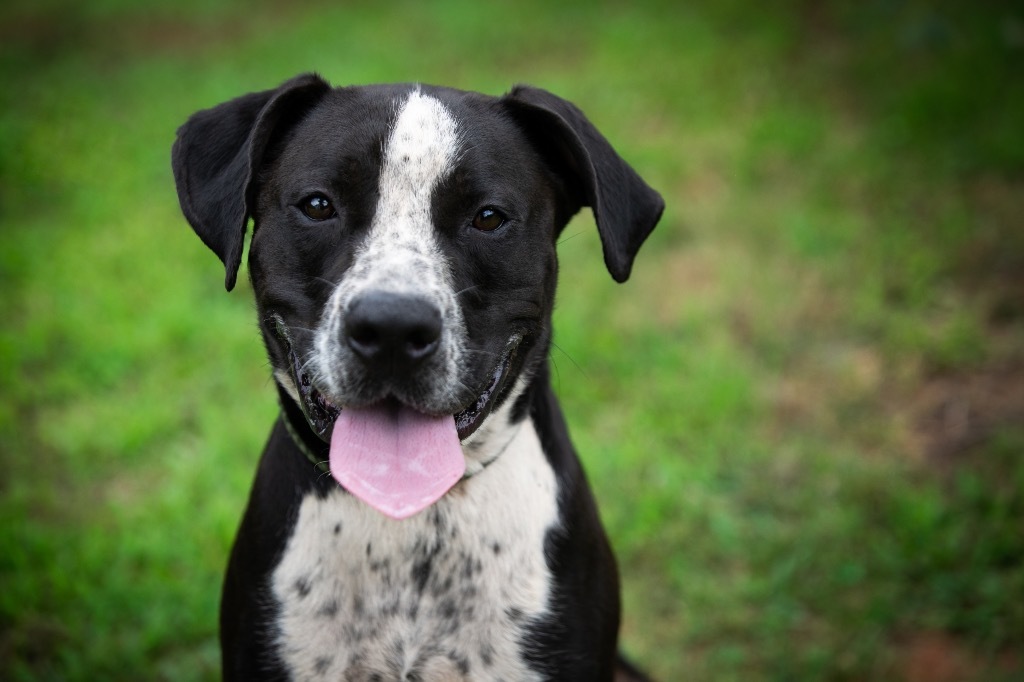 Cowboy, an adoptable Terrier, Pointer in Forsyth, GA, 31029 | Photo Image 1