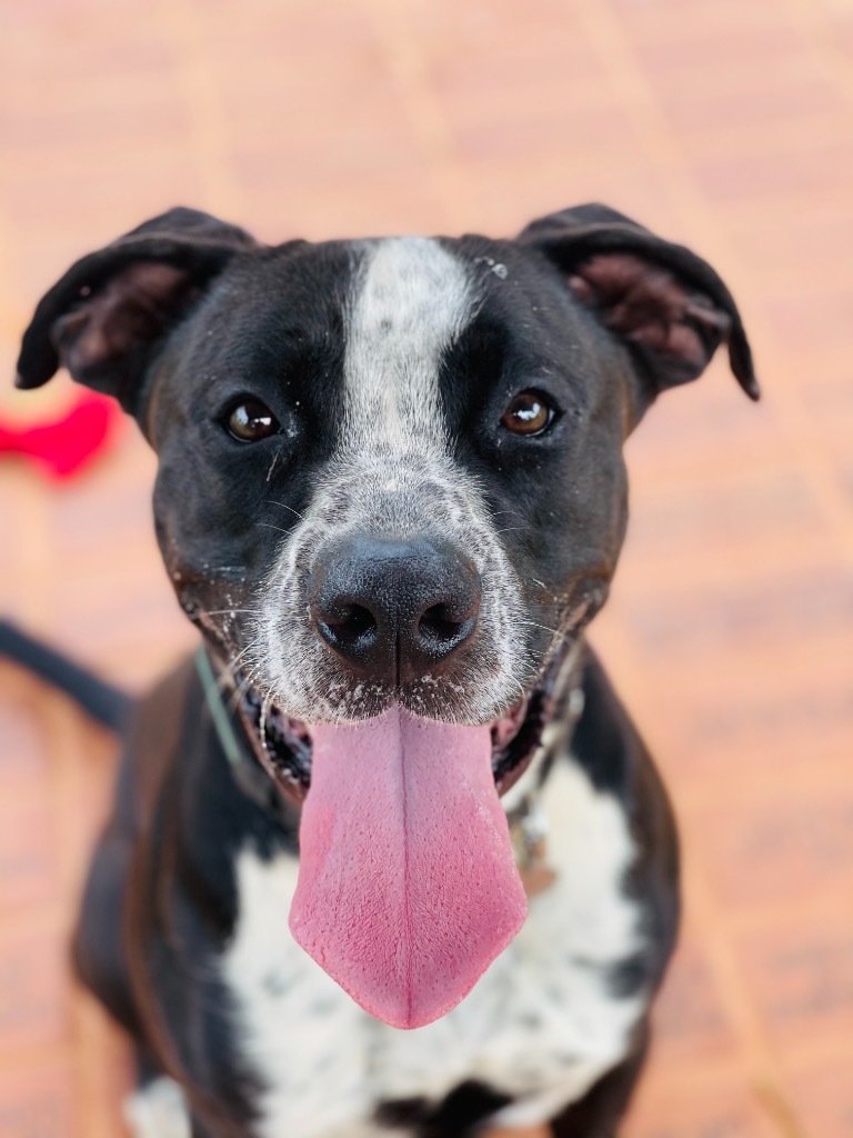 Cowboy, an adoptable Terrier, Pointer in Forsyth, GA, 31029 | Photo Image 2