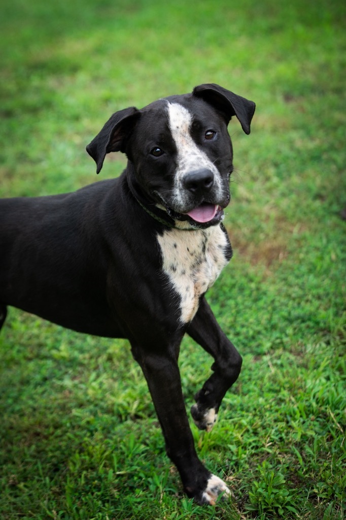 Cowboy, an adoptable Terrier, Pointer in Forsyth, GA, 31029 | Photo Image 3