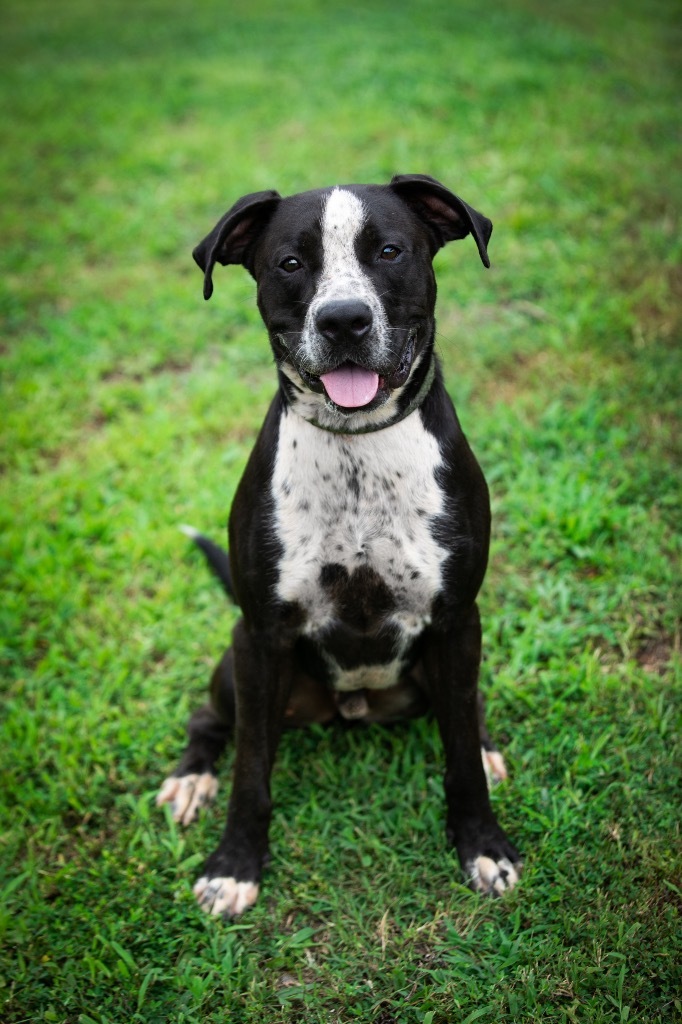 Cowboy, an adoptable Terrier, Pointer in Forsyth, GA, 31029 | Photo Image 4