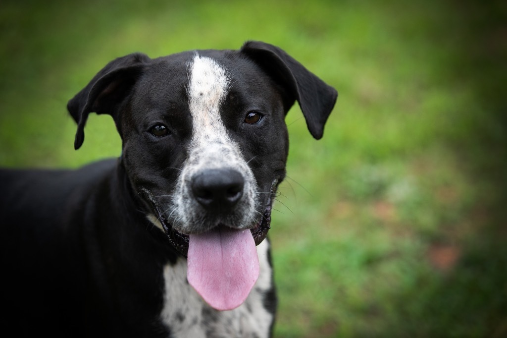 Cowboy, an adoptable Terrier, Pointer in Forsyth, GA, 31029 | Photo Image 5