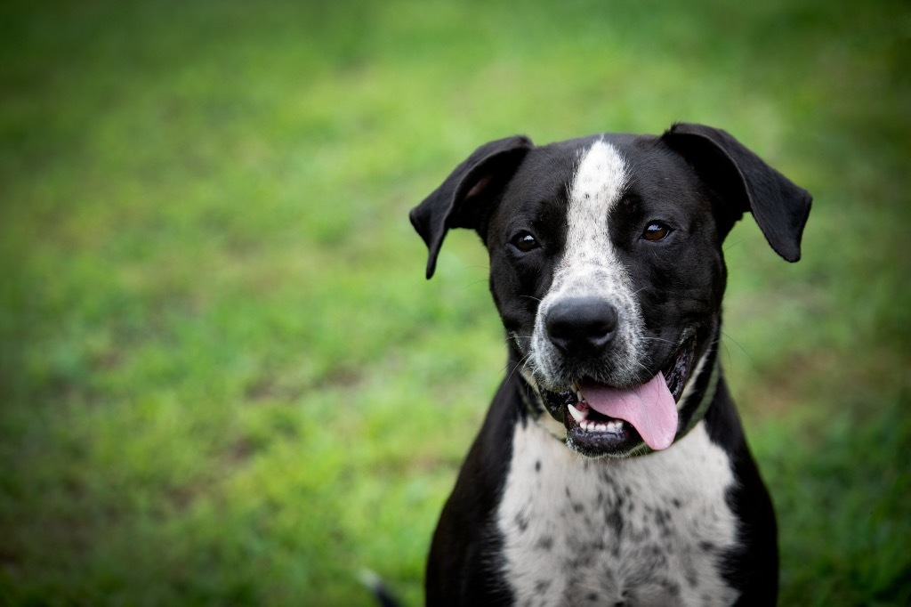 Cowboy, an adoptable Terrier, Pointer in Forsyth, GA, 31029 | Photo Image 6