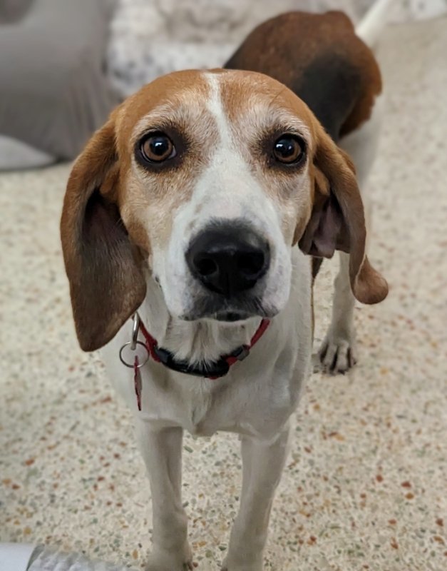 beagle coonhound mix