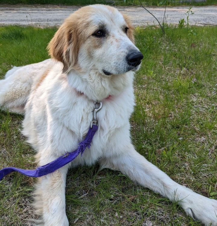 Belle, an adoptable Great Pyrenees Mix in Brunswick, ME_image-3