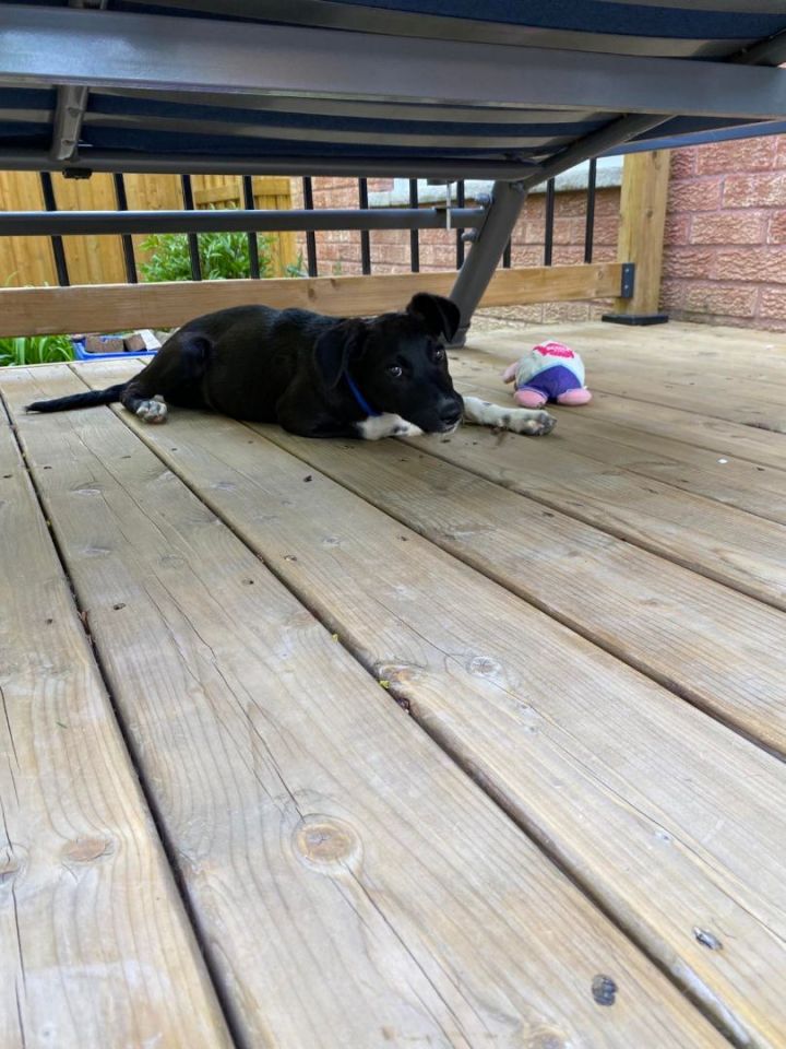 Lola, an adopted Black Labrador Retriever in Toronto, ON_image-2