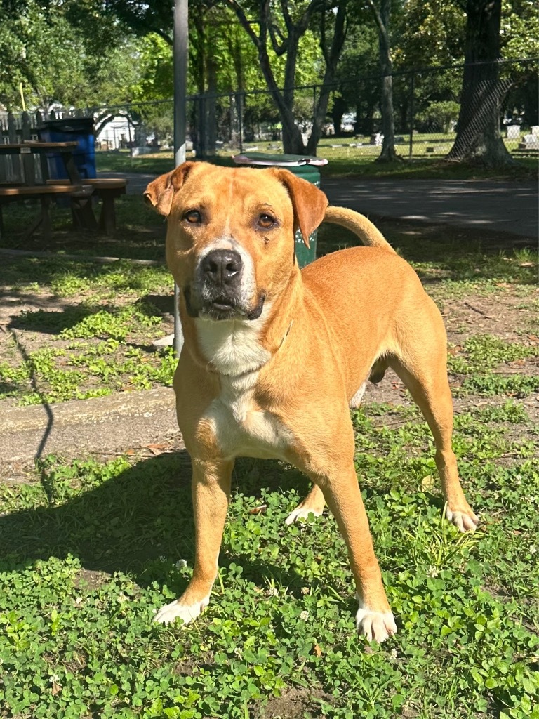 Dynamite, an adoptable American Staffordshire Terrier in Mobile, AL, 36604 | Photo Image 1