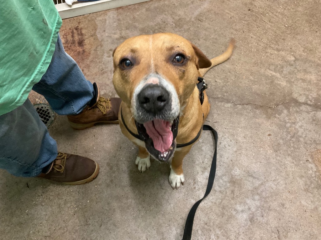 Dynamite, an adoptable American Staffordshire Terrier in Mobile, AL, 36604 | Photo Image 2