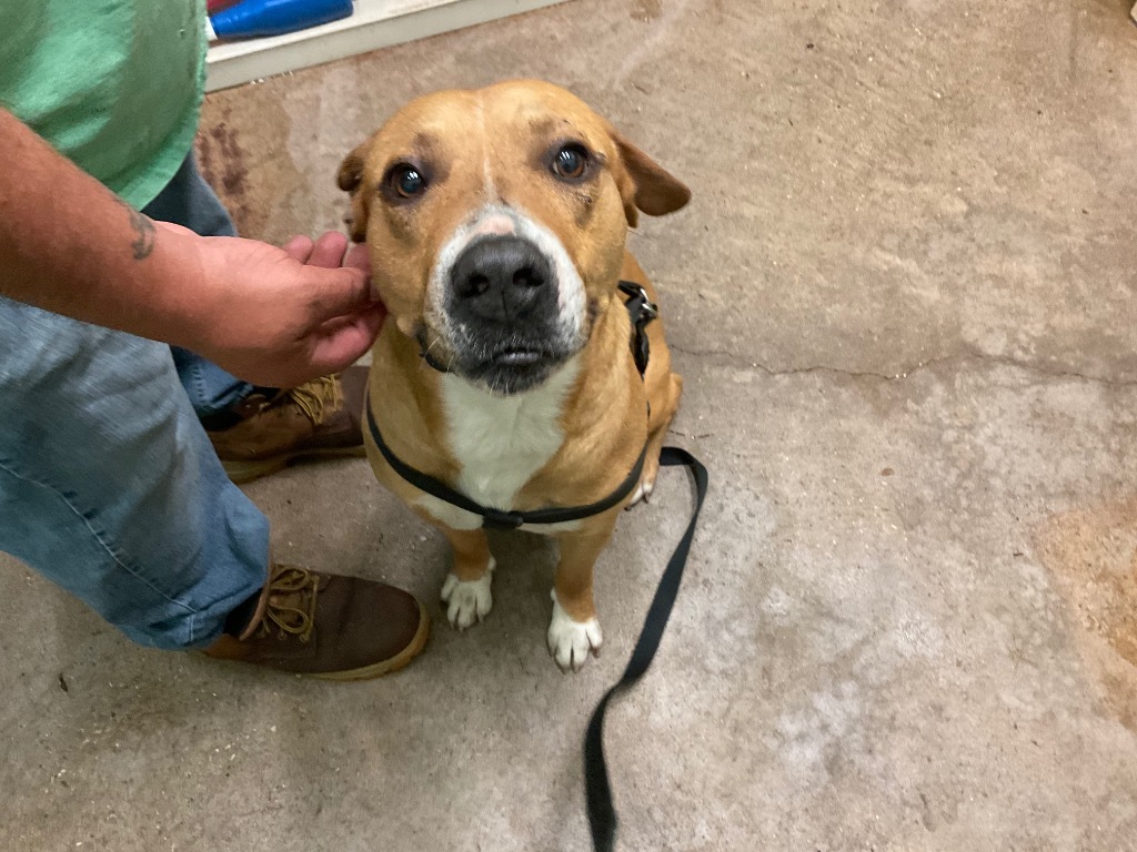 Dynamite, an adoptable American Staffordshire Terrier in Mobile, AL, 36604 | Photo Image 3