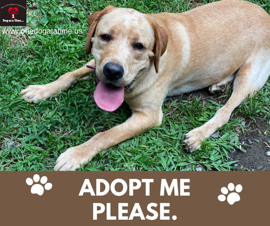 Banjo, an adoptable Yellow Labrador Retriever in Lewistown, PA, 17044 | Photo Image 1