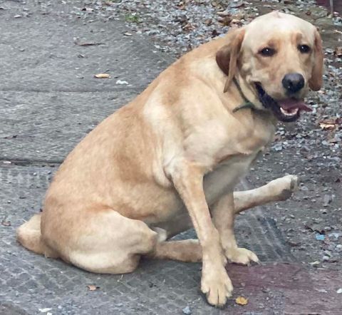 Banjo, an adoptable Yellow Labrador Retriever in Lewistown, PA, 17044 | Photo Image 2