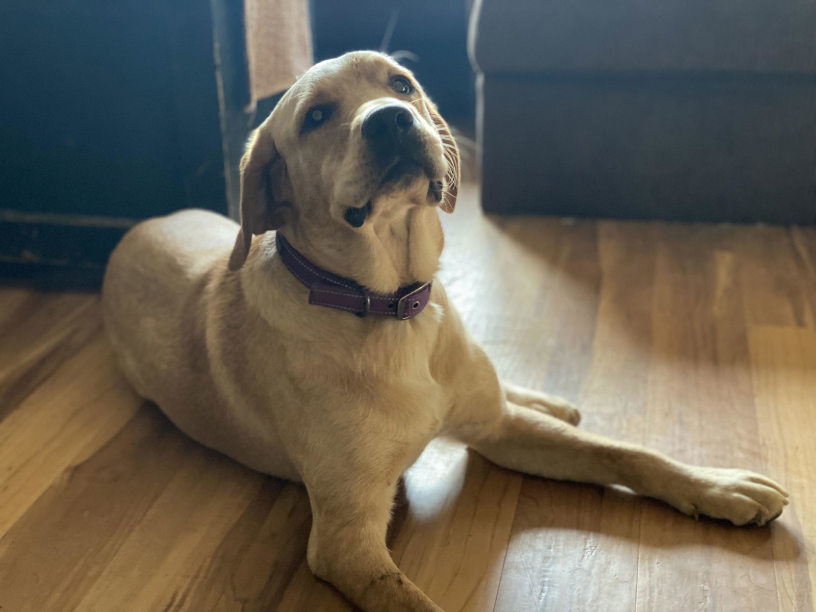 Banjo, an adoptable Yellow Labrador Retriever in Lewistown, PA, 17044 | Photo Image 3