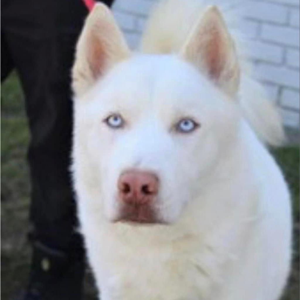 Kai, an adoptable Husky in Eufaula, OK, 74432 | Photo Image 1