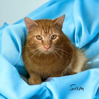 Sam, an adoptable Domestic Short Hair in Cumberland, MD_image-1