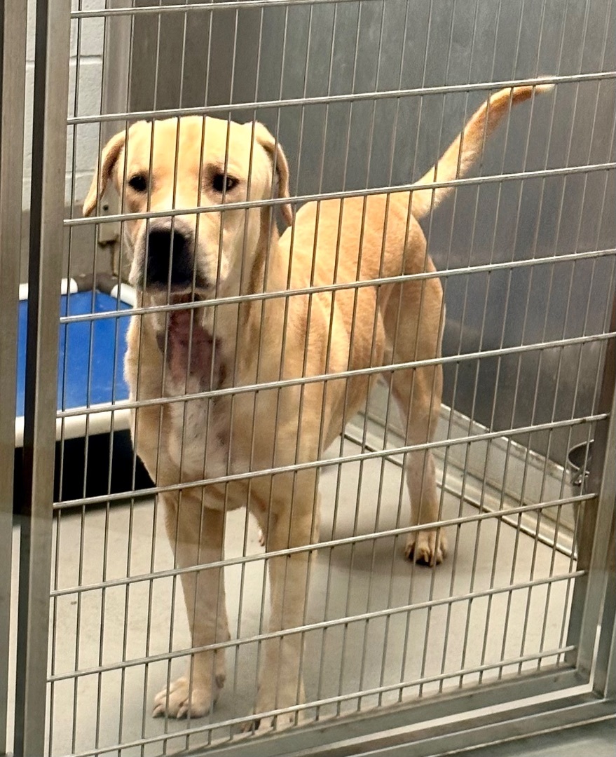 Dog for adoption - cream, a Yellow Labrador Retriever Mix in Yonkers ...