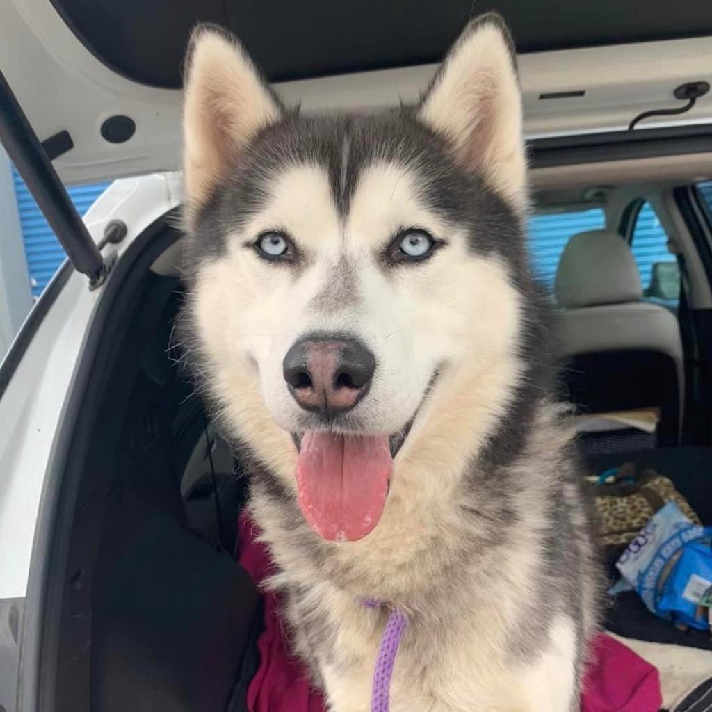 Ian, an adoptable Husky in Eufaula, OK, 74432 | Photo Image 1