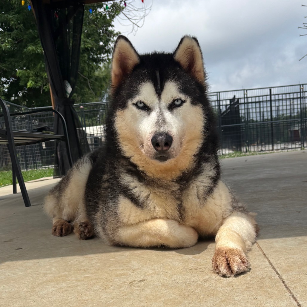 Ian, an adoptable Husky in Eufaula, OK, 74432 | Photo Image 1