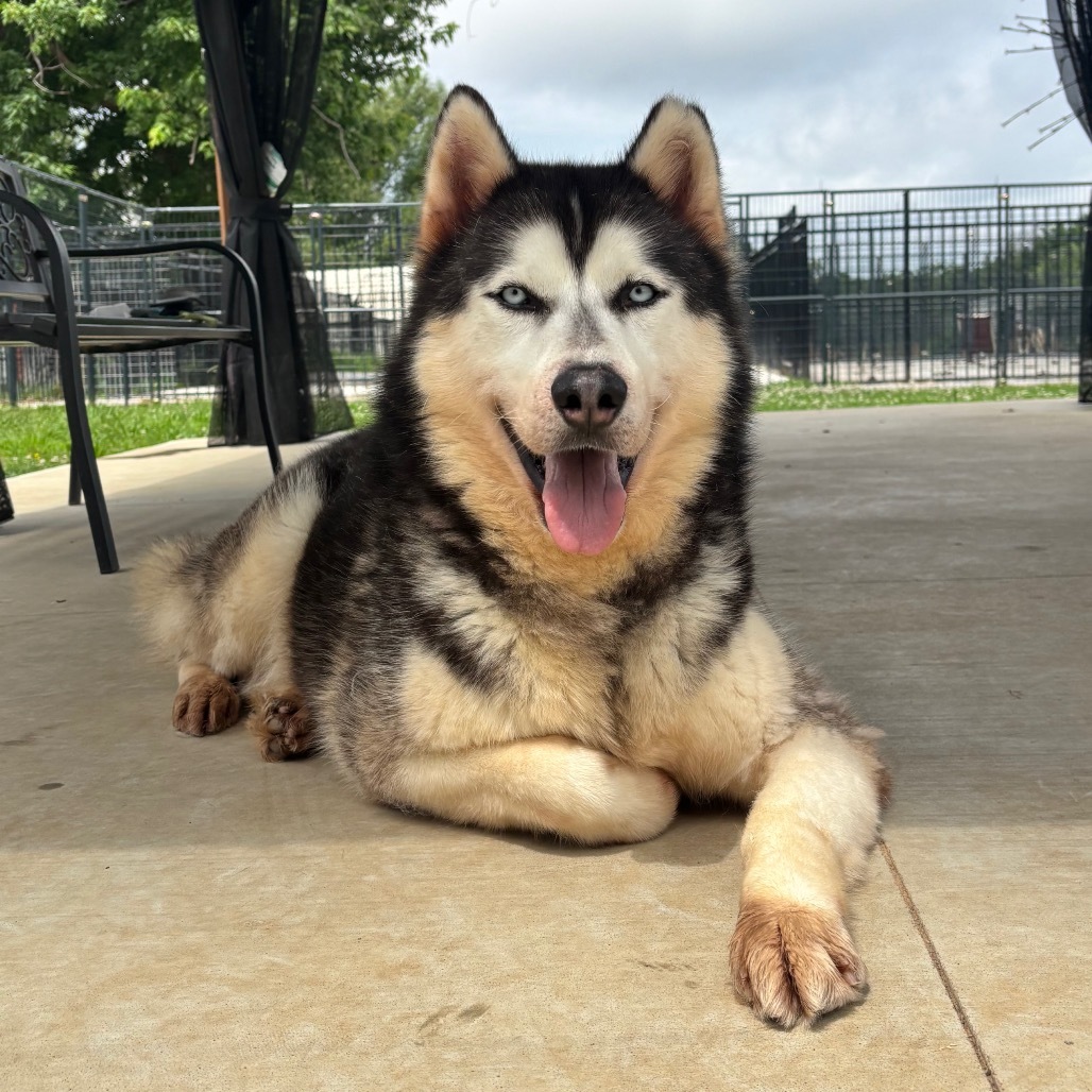 Ian, an adoptable Husky in Eufaula, OK, 74432 | Photo Image 3