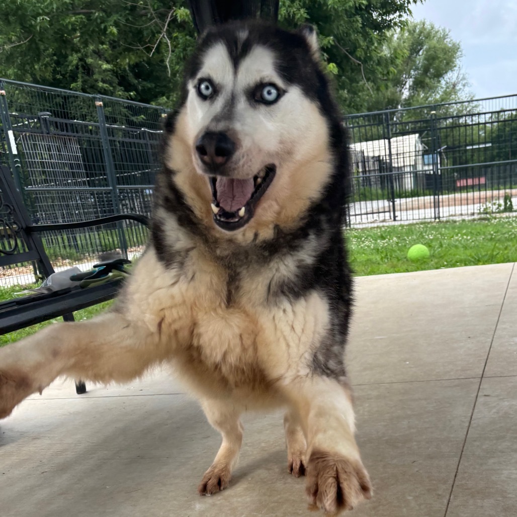 Ian, an adoptable Husky in Eufaula, OK, 74432 | Photo Image 4