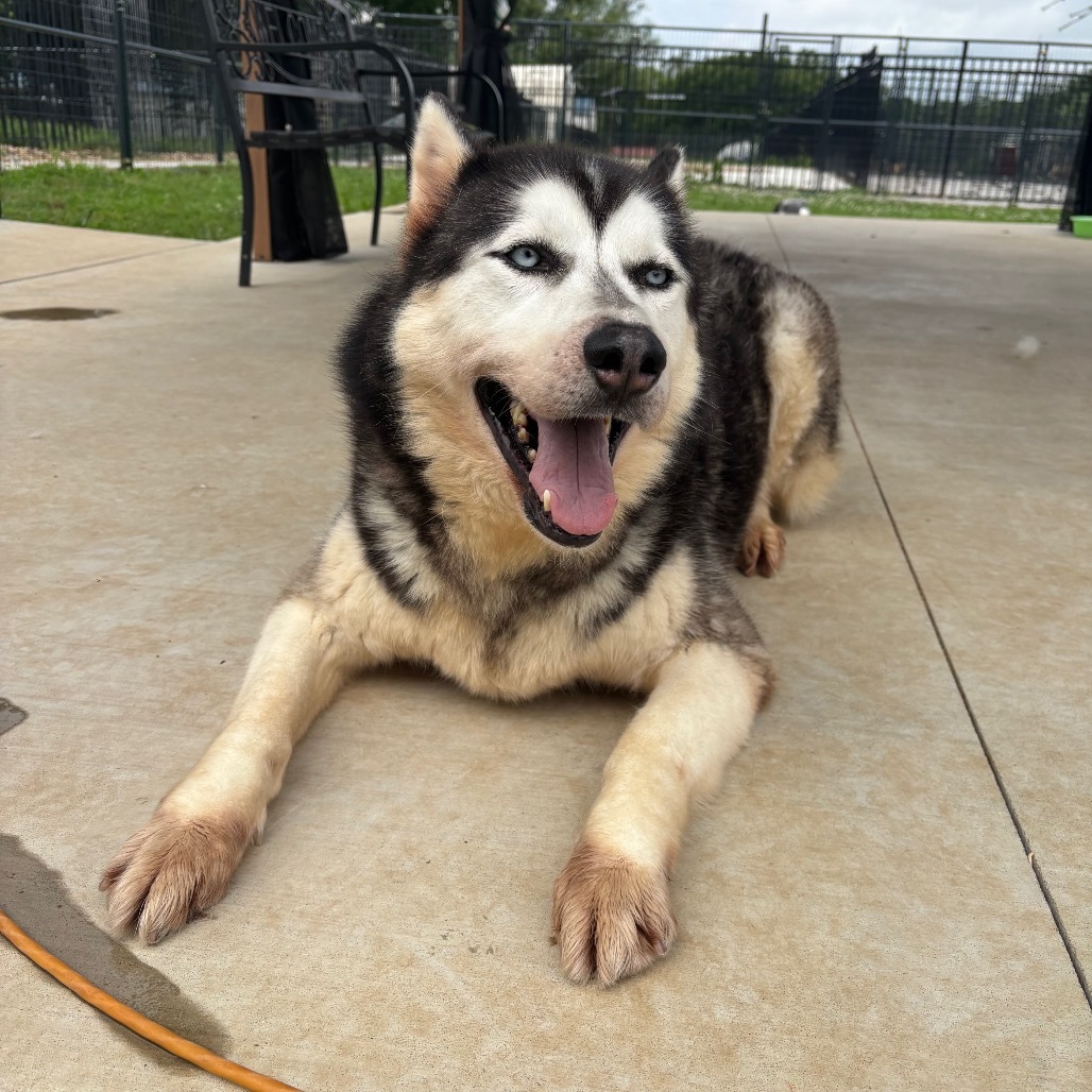 Ian, an adoptable Husky in Eufaula, OK, 74432 | Photo Image 5