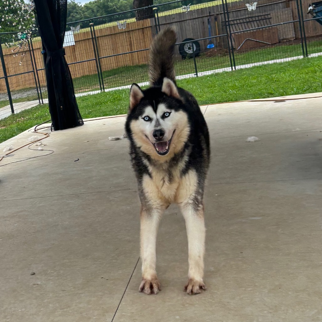 Ian, an adoptable Husky in Eufaula, OK, 74432 | Photo Image 6
