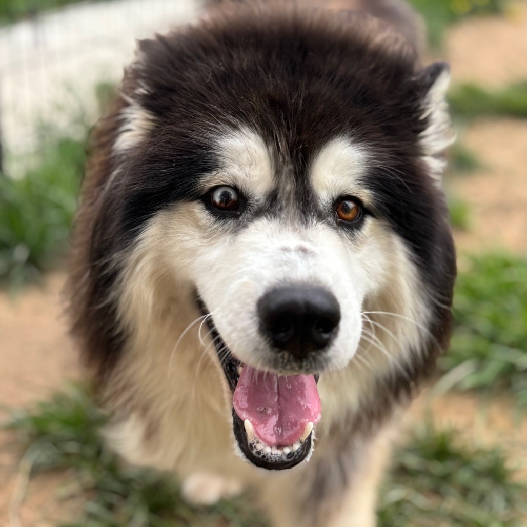 Rumble, an adoptable Husky in Eufaula, OK, 74432 | Photo Image 1