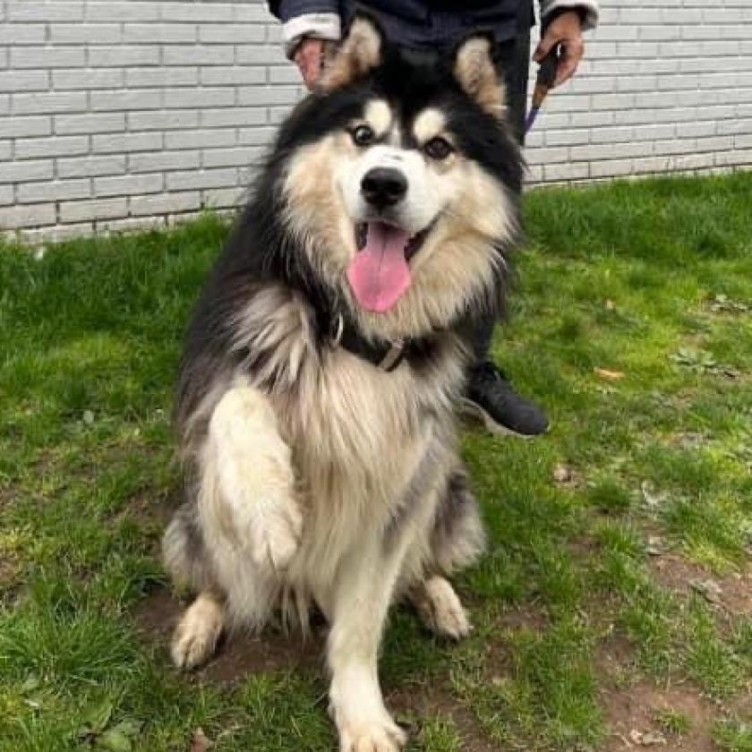 Rumble, an adoptable Husky in Eufaula, OK, 74432 | Photo Image 2