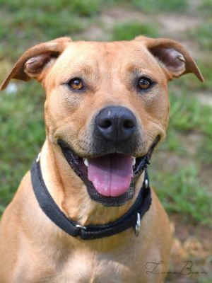 Luna Bean, Adult Female Labrador Retriever