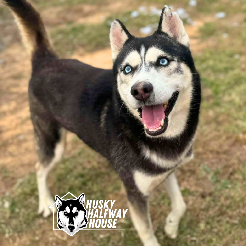 Kurama, an adoptable Husky in Eufaula, OK, 74432 | Photo Image 1