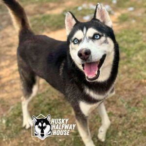 Kurama, Adult Male Husky