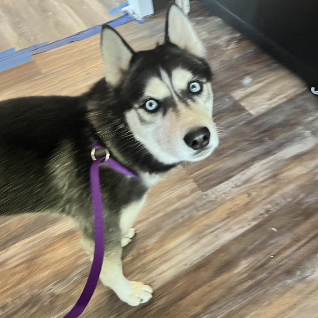 Kurama, an adoptable Husky in Eufaula, OK, 74432 | Photo Image 2